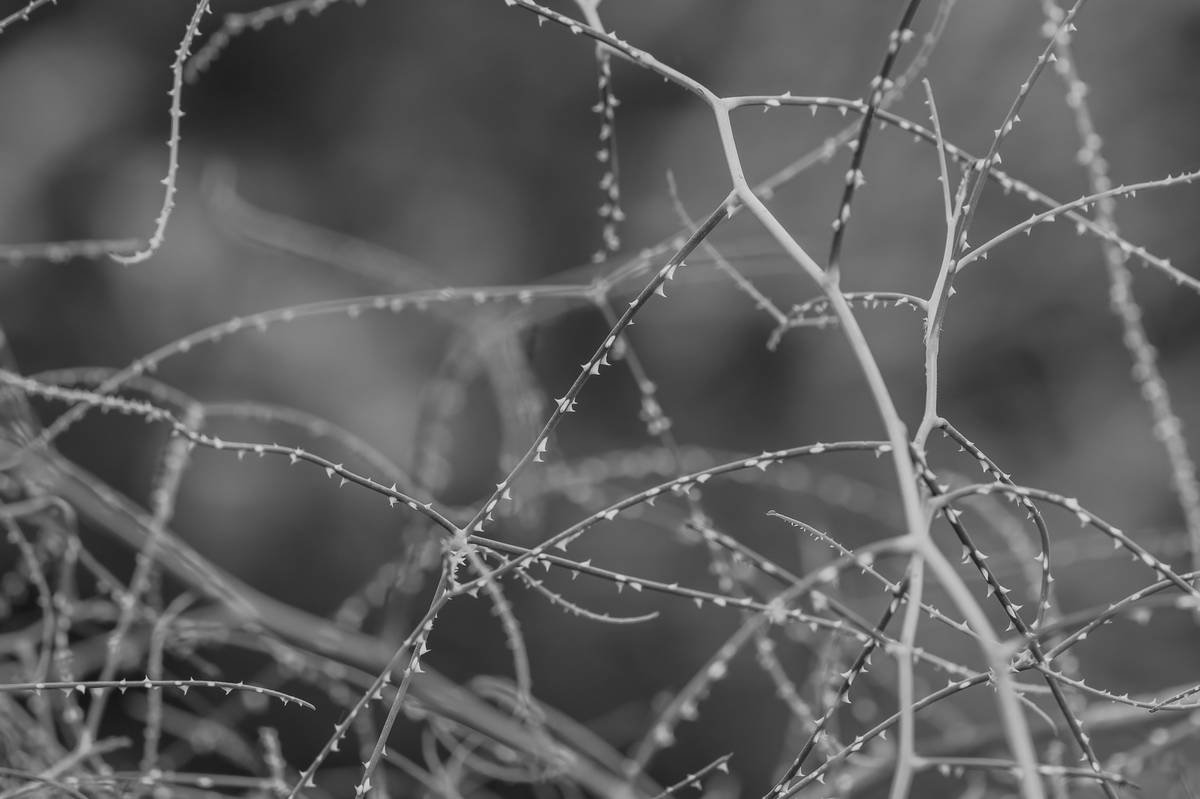 Environmental Legal Defense: The Ultimate Guide to Pollution Insurance