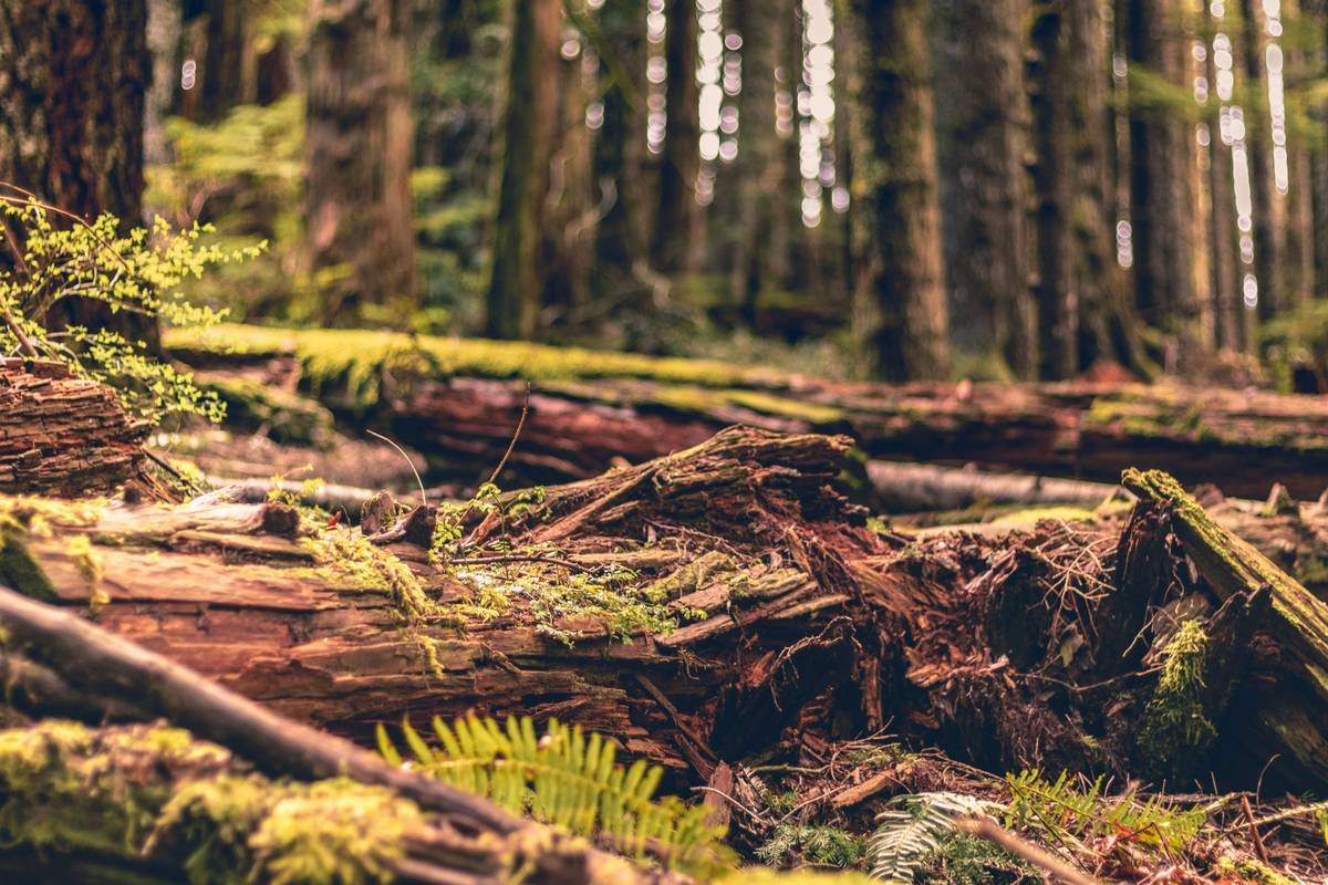 Flowchart showing steps in environmental claims support: incident report → site assessment → regulatory notification → remediation planning → insurer submission → reimbursement approval