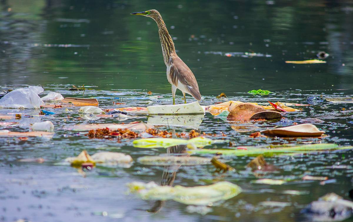a bird standing on top of a pile of trash in a river