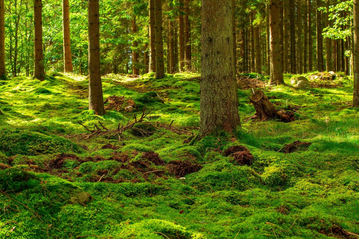 a lush green forest filled with lots of trees