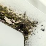 Does Mold Remediation Insurance Actually Cover Your Black Gunk Nightmare? (Spoiler: It’s Complicated)
