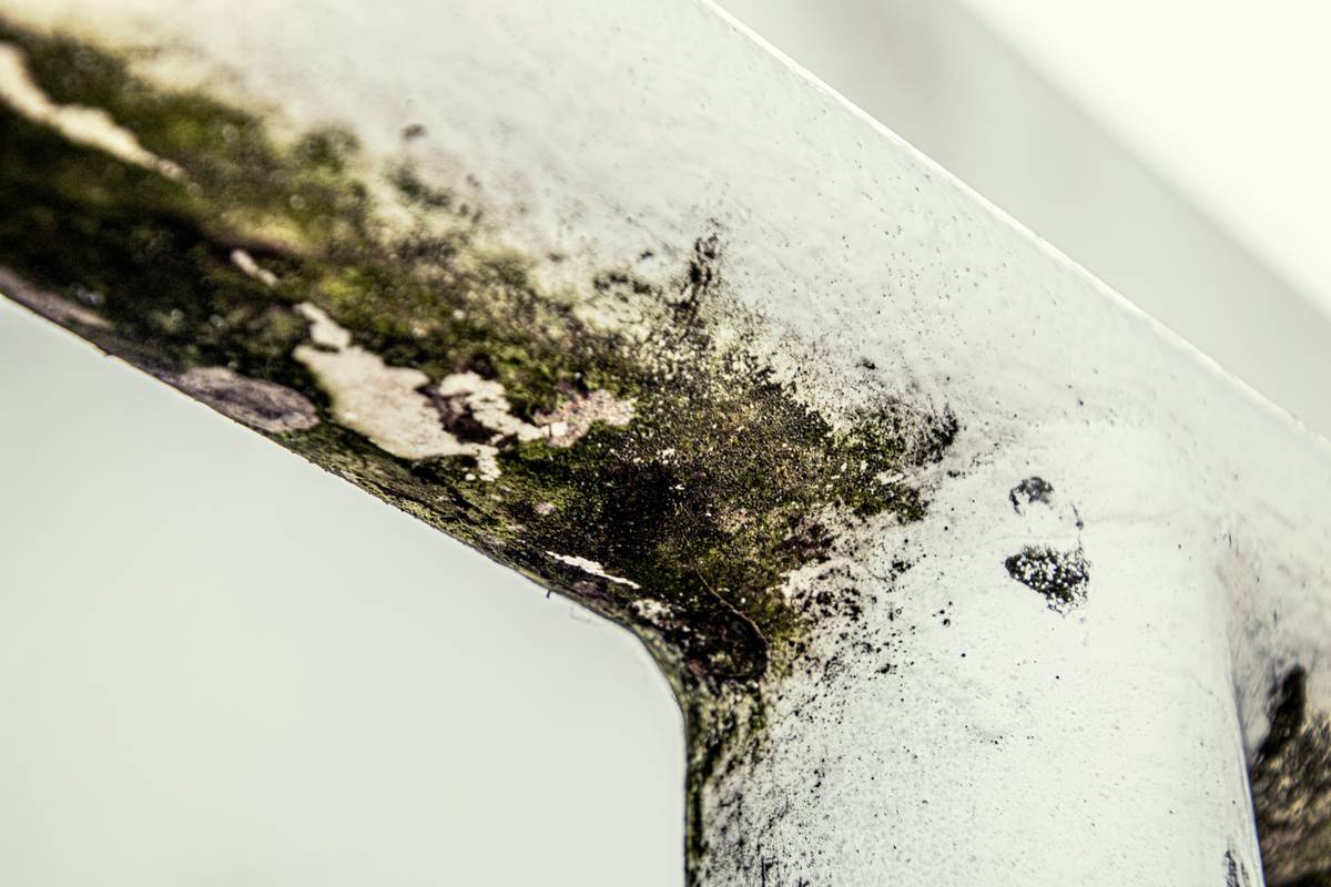 Does Mold Remediation Insurance Actually Cover Your Black Gunk Nightmare? (Spoiler: It’s Complicated)