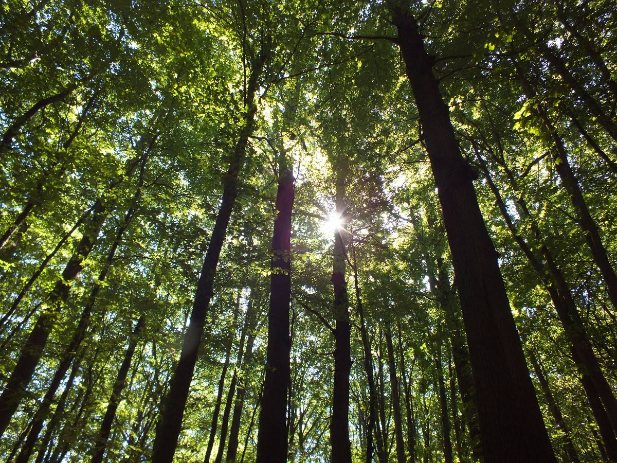 Most of the Wolin island consists of forests and postglacial hills. In the middle is the Wolin National Park. The island is the main tourist attraction of northwestern Poland, and it is crossed by several marked tourist trails, such as a 73-kilometer-long (45 mi) trail from Międzyzdroje to Dziwnówek.